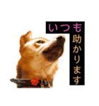 はげます動物（カワイイ編）（個別スタンプ：4）
