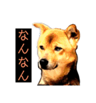 はげます動物（カワイイ編）（個別スタンプ：5）