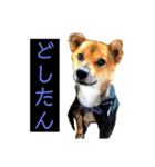 はげます動物（カワイイ編）（個別スタンプ：6）