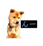 はげます動物（カワイイ編）（個別スタンプ：9）