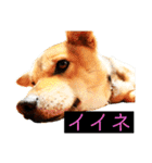 はげます動物（カワイイ編）（個別スタンプ：10）