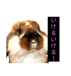 はげます動物（カワイイ編）（個別スタンプ：11）