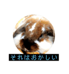 はげます動物（カワイイ編）（個別スタンプ：12）