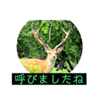 はげます動物（カワイイ編）（個別スタンプ：13）
