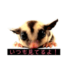 はげます動物（カワイイ編）（個別スタンプ：14）