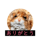 はげます動物（カワイイ編）（個別スタンプ：15）