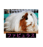 はげます動物（カワイイ編）（個別スタンプ：16）