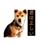はげます動物（カワイイ編）（個別スタンプ：17）