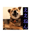 はげます動物（カワイイ編）（個別スタンプ：18）