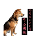 はげます動物（カワイイ編）（個別スタンプ：19）