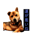 はげます動物（カワイイ編）（個別スタンプ：20）