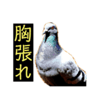 はげます動物（カワイイ編）（個別スタンプ：21）