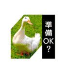 はげます動物（カワイイ編）（個別スタンプ：22）