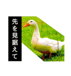 はげます動物（カワイイ編）（個別スタンプ：24）