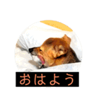 はげます動物（カワイイ編）（個別スタンプ：25）