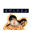 はげます動物（カワイイ編）（個別スタンプ：27）