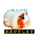 はげます動物（カワイイ編）（個別スタンプ：28）