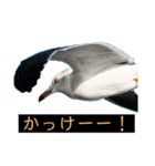 はげます動物（カワイイ編）（個別スタンプ：29）