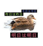 はげます動物（カワイイ編）（個別スタンプ：30）