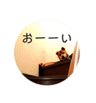 はげます動物（カワイイ編）（個別スタンプ：31）