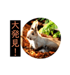 はげます動物（カワイイ編）（個別スタンプ：32）
