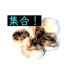 はげます動物（カワイイ編）（個別スタンプ：33）