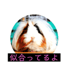はげます動物（カワイイ編）（個別スタンプ：34）