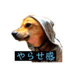 はげます動物（カワイイ編）（個別スタンプ：35）