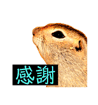 はげます動物（カワイイ編）（個別スタンプ：36）