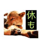 はげます動物（カワイイ編）（個別スタンプ：37）