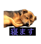 はげます動物（カワイイ編）（個別スタンプ：38）