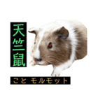 はげます動物（カワイイ編）（個別スタンプ：39）