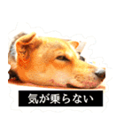 はげます動物（カワイイ編）（個別スタンプ：40）
