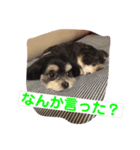 ここなっつのきもち2（個別スタンプ：21）