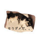 ここなっつのきもち2（個別スタンプ：22）