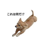 ここちゃんの日常(多目的バージョン)（個別スタンプ：7）