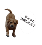 ここちゃんの日常(多目的バージョン)（個別スタンプ：11）