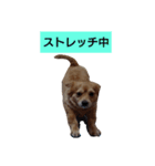 ここちゃんの日常(多目的バージョン)（個別スタンプ：14）