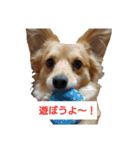 ここちゃんの日常(多目的バージョン)（個別スタンプ：15）
