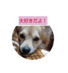 ここちゃんの日常(多目的バージョン)（個別スタンプ：16）