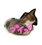 nya--tan（個別スタンプ：8）