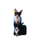 猫まみれ色々02（個別スタンプ：1）