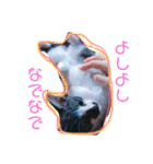 猫まみれ色々02（個別スタンプ：4）