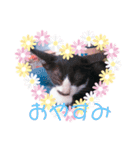 猫まみれ色々02（個別スタンプ：5）