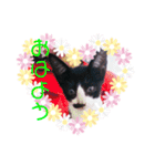 猫まみれ色々02（個別スタンプ：6）