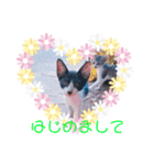 猫まみれ色々02（個別スタンプ：7）