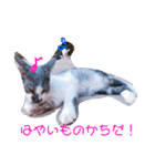 猫まみれ色々02（個別スタンプ：12）