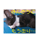 猫まみれ色々02（個別スタンプ：13）