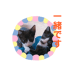 猫まみれ色々02（個別スタンプ：14）