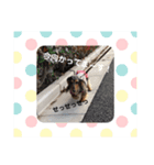 ダックスその他の愉快な仲間たちの日常（個別スタンプ：5）